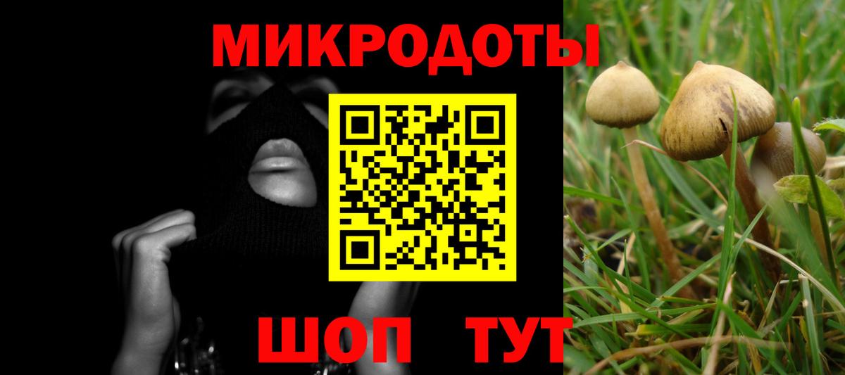 Галлюциногенные грибы Psilocybine cubensis Холмск
